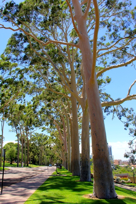 Gum trees in King's Park.
