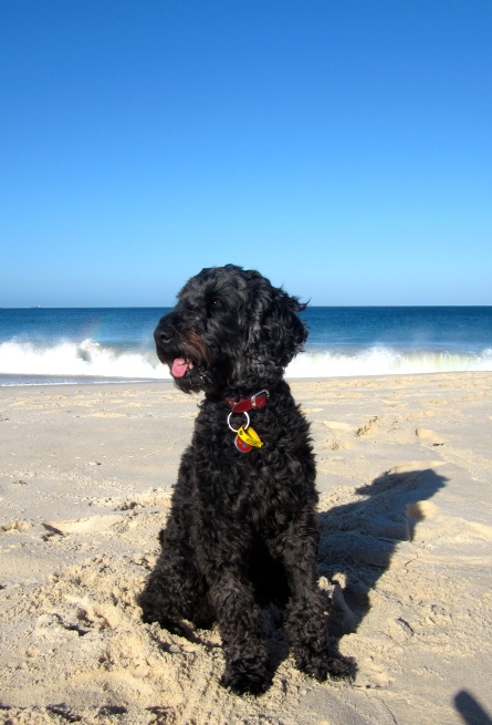 My dog enjoying the beach.
